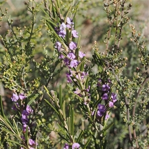 Hovea asperifolia subsp. asperifolia at Booth, ACT - 7 Sep 2024 03:01 PM