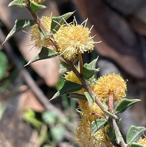 Acacia gunnii at Majors Creek, NSW - 9 Sep 2024 01:57 PM