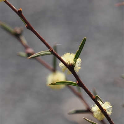 Acacia siculiformis (Dagger Wattle) at Booth, ACT - 7 Sep 2024 by RAllen