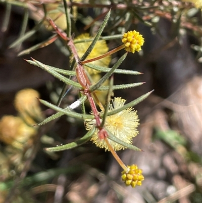 Acacia ulicifolia (Prickly Moses) at Majors Creek, NSW - 9 Sep 2024 by JaneR