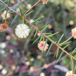 Acacia ulicifolia at Majors Creek, NSW - 9 Sep 2024