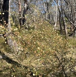 Acacia ulicifolia at Majors Creek, NSW - 9 Sep 2024