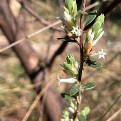 Brachyloma daphnoides (Daphne Heath) at Majors Creek, NSW - 9 Sep 2024 by JaneR