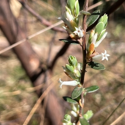 Brachyloma daphnoides (Daphne Heath) at Majors Creek, NSW - 9 Sep 2024 by JaneR