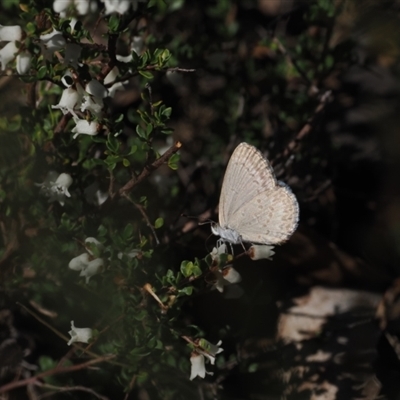 Cryptandra amara (Bitter Cryptandra) at Booth, ACT - 7 Sep 2024 by RAllen