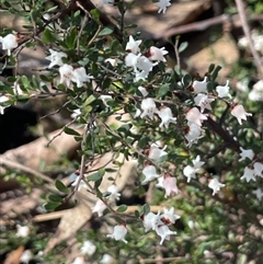 Cryptandra amara (Bitter Cryptandra) at Majors Creek, NSW - 9 Sep 2024 by JaneR