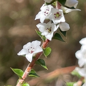 Epacris microphylla at Majors Creek, NSW - 9 Sep 2024