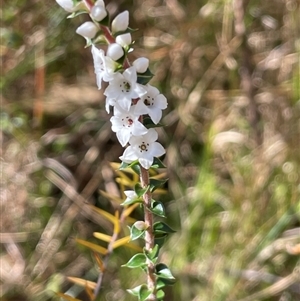 Epacris microphylla at Majors Creek, NSW - 9 Sep 2024