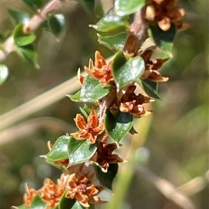 Epacris microphylla at Majors Creek, NSW - 9 Sep 2024