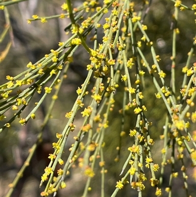 Exocarpos strictus (Dwarf Cherry) at Majors Creek, NSW - 9 Sep 2024 by JaneR