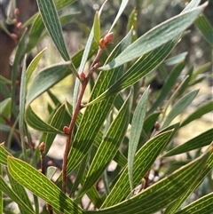 Hakea dactyloides (Finger Hakea) at Majors Creek, NSW - 9 Sep 2024 by JaneR