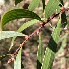 Hakea dactyloides at Majors Creek, NSW - 9 Sep 2024 12:47 PM