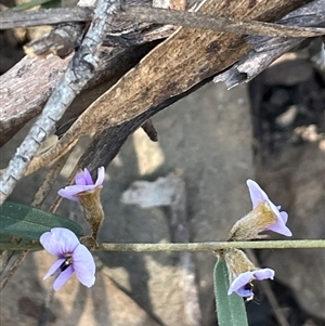 Hovea heterophylla at Majors Creek, NSW - 9 Sep 2024 01:52 PM