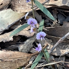 Hovea heterophylla at Majors Creek, NSW - 9 Sep 2024