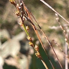 Lepidosperma gunnii (Little Sword-sedge) at Majors Creek, NSW - 9 Sep 2024 by JaneR