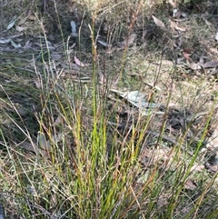 Lepidosperma gunnii at Majors Creek, NSW - 9 Sep 2024