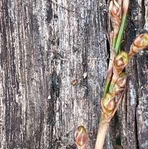 Lepidosperma gunnii at Majors Creek, NSW - 9 Sep 2024