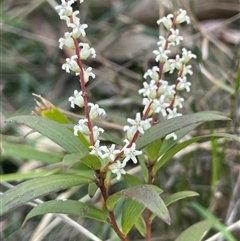 Leucopogon affinis (Lance Beard-heath) at Majors Creek, NSW - 9 Sep 2024 by JaneR