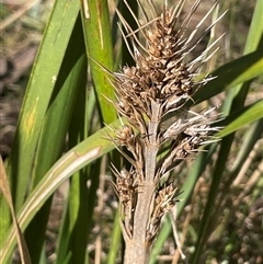 Lomandra longifolia (Spiny-headed Mat-rush, Honey Reed) at Majors Creek, NSW - 9 Sep 2024 by JaneR