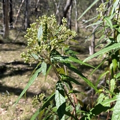 Olearia lirata (Snowy Daisybush) at Majors Creek, NSW - 9 Sep 2024 by JaneR