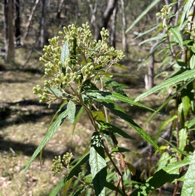 Olearia lirata (Snowy Daisybush) at Majors Creek, NSW - 9 Sep 2024 by JaneR