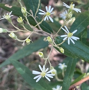 Olearia lirata at Majors Creek, NSW - 9 Sep 2024