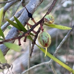 Persoonia linearis at Majors Creek, NSW - 9 Sep 2024