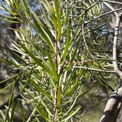 Persoonia linearis at Majors Creek, NSW - 9 Sep 2024 01:12 PM