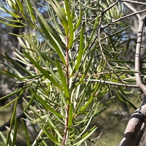 Persoonia linearis at Majors Creek, NSW - 9 Sep 2024