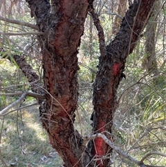 Persoonia linearis at Majors Creek, NSW - 9 Sep 2024