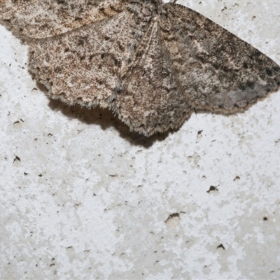 Ectropis fractaria (Ringed Bark Moth) at Freshwater Creek, VIC - 9 May 2021 by WendyEM