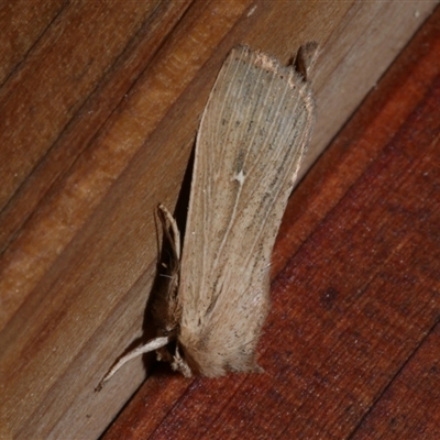 Leucania uda (A Noctuid moth) at Freshwater Creek, VIC - 5 May 2021 by WendyEM