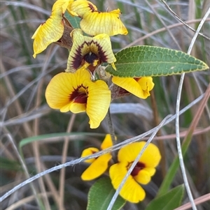 Mirbelia platylobioides at Ballalaba, NSW - 9 Sep 2024 12:10 PM