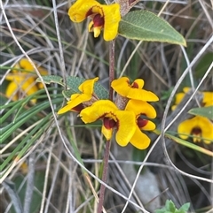 Mirbelia platylobioides at Ballalaba, NSW - 9 Sep 2024