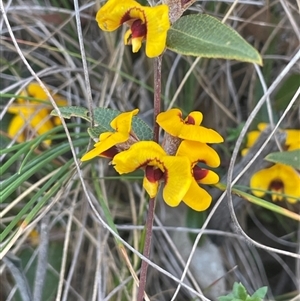 Mirbelia platylobioides at Ballalaba, NSW - 9 Sep 2024