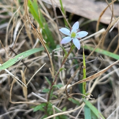 Rhytidosporum procumbens (White Marianth) at Majors Creek, NSW - 9 Sep 2024 by JaneR