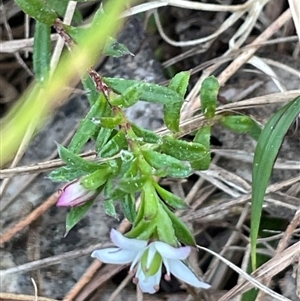 Rhytidosporum procumbens at Majors Creek, NSW - 9 Sep 2024 01:21 PM