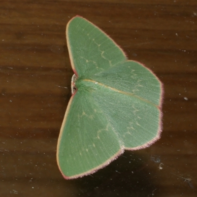 Chlorocoma dichloraria (Guenee's or Double-fringed Emerald) at Freshwater Creek, VIC - 2 May 2021 by WendyEM