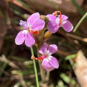 Stylidium graminifolium at Majors Creek, NSW - 9 Sep 2024