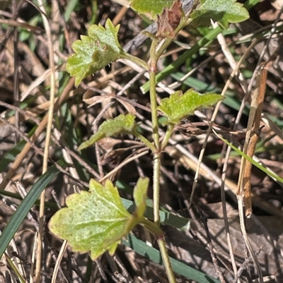 Veronica plebeia (Trailing Speedwell, Creeping Speedwell) at Majors Creek, NSW - 9 Sep 2024 by JaneR