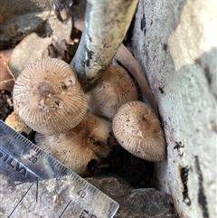 Coprinellus etc. (An Inkcap) at Belconnen, ACT - 10 Sep 2024 by JohnGiacon