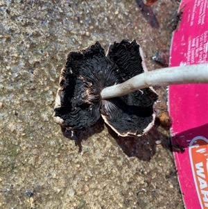 Coprinellus etc. at Belconnen, ACT - 10 Sep 2024 10:30 AM