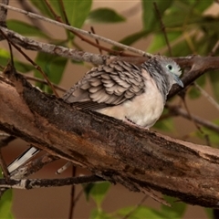 Geopelia placida (Peaceful Dove) at Townsville City, QLD - 15 Jul 2024 by Petesteamer