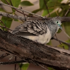 Geopelia placida at Townsville City, QLD - 15 Jul 2024 11:52 AM