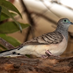 Geopelia placida at Townsville City, QLD - 15 Jul 2024 11:52 AM