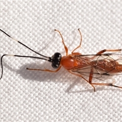 Stiromesostenus sp. (genus) (An ichneumon wasp) at Jerrabomberra, NSW - 7 Sep 2024 by DianneClarke