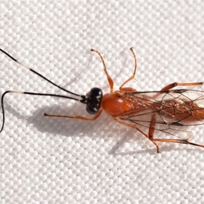 Stiromesostenus sp. (genus) (An ichneumon wasp) at Jerrabomberra, NSW - 7 Sep 2024 by DianneClarke