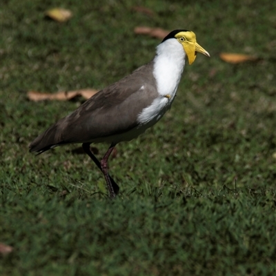 Vanellus miles (Masked Lapwing) at Townsville City, QLD - 17 Jul 2024 by Petesteamer