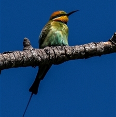 Merops ornatus (Rainbow Bee-eater) at North Ward, QLD - 17 Jul 2024 by Petesteamer