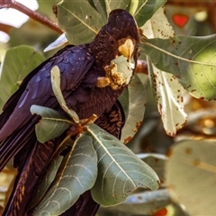 Calyptorhynchus banksii banksii (Northern Red-tailed Black-Cockatoo) at North Ward, QLD - 17 Jul 2024 by Petesteamer